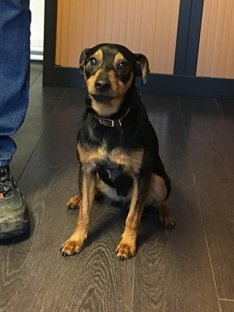 Recherche propriétaire d’un chien trouvé sur le territoire de la commune